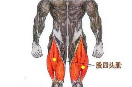股四头肌