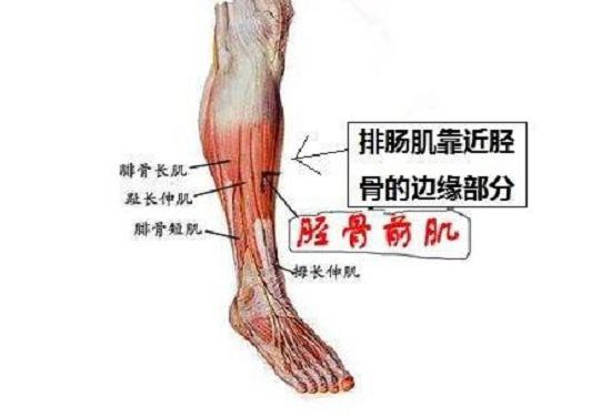 小腿肌肉