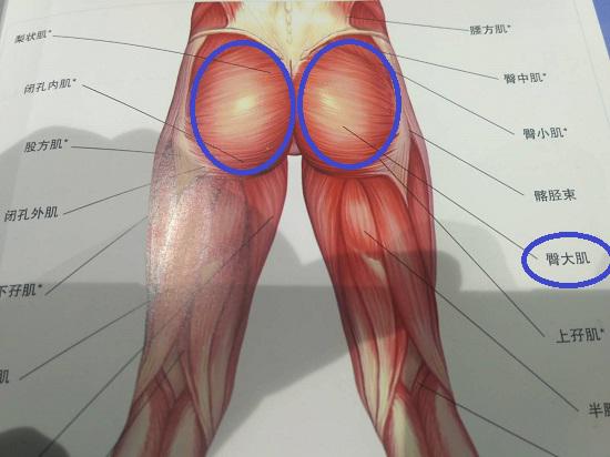 臀、髋、膝等处的肌肉