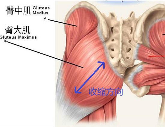 臀大肌和臀中肌