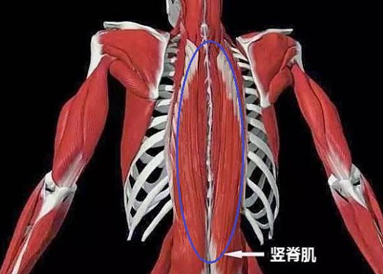 人体肌肉