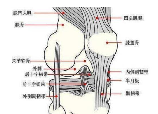 膝关节结构