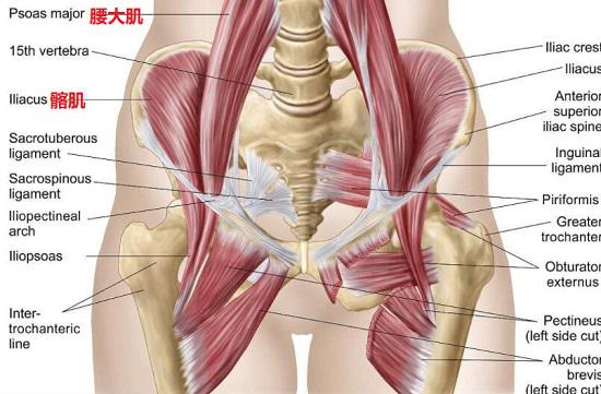 腰大肌和髂腰肌
