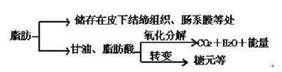 脂肪分解