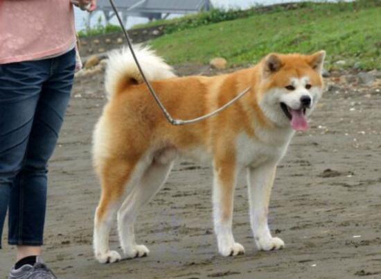 跑步防狗咬