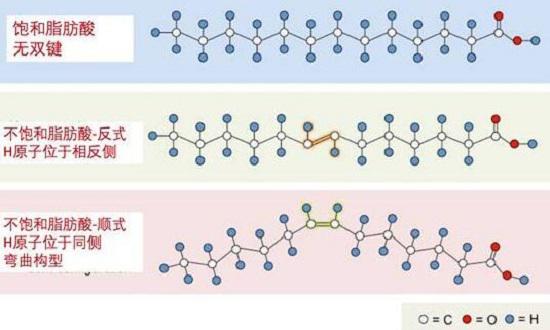 脂肪酸的分子结构