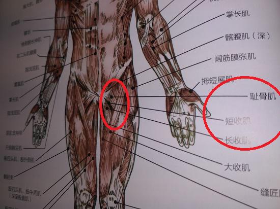 腹股沟处肌肉