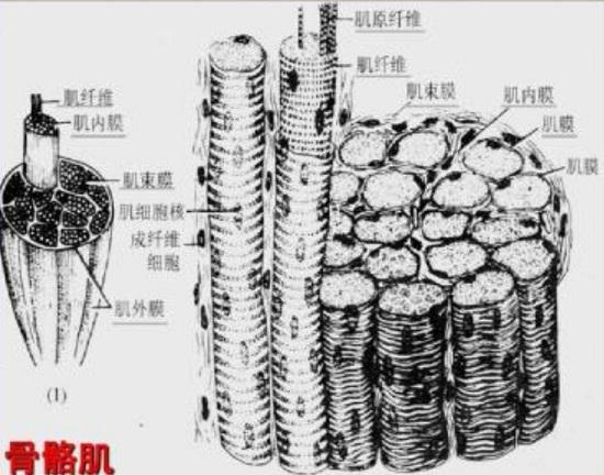 骨骼肌的构成