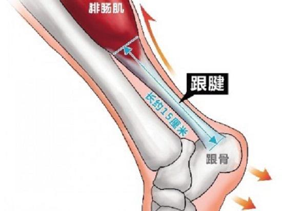 跟腱