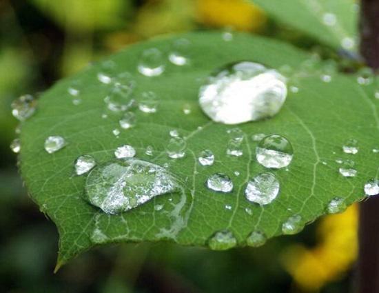 雨后的植物