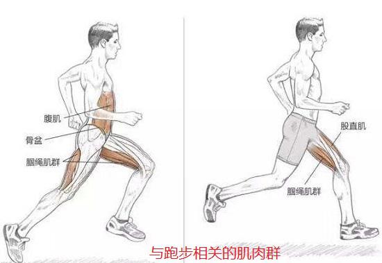 跑步与肌肉力量的关系