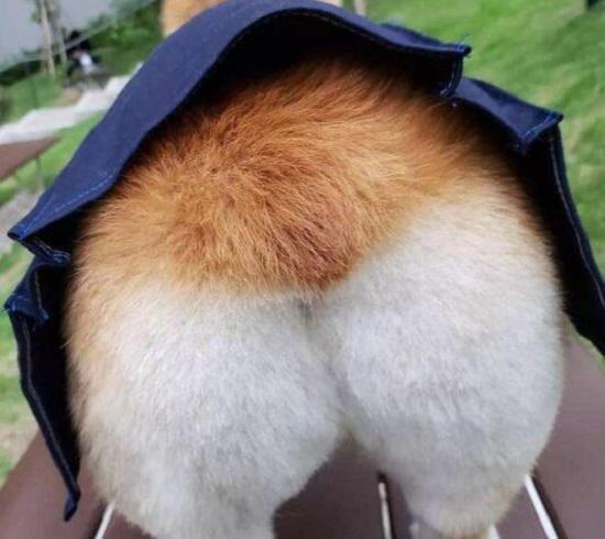 小俏臀