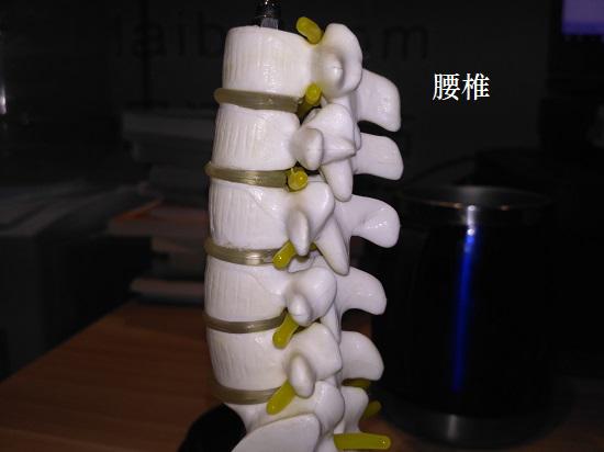 腰椎关节