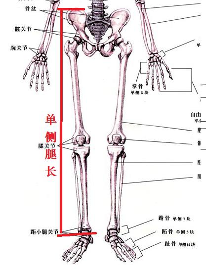 腿长的测量