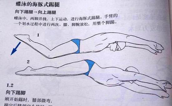 蝶泳动作