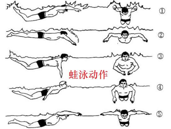 蛙泳动作