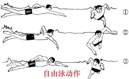 自由泳动作