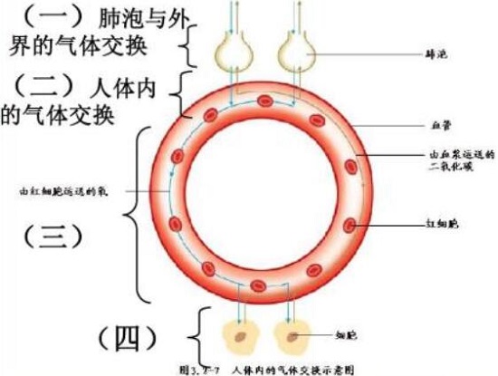 肺的基本功能