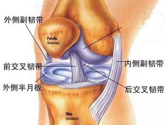 膝关节内部的部分韧带组织