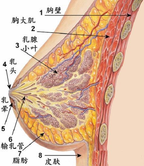 乳房构造