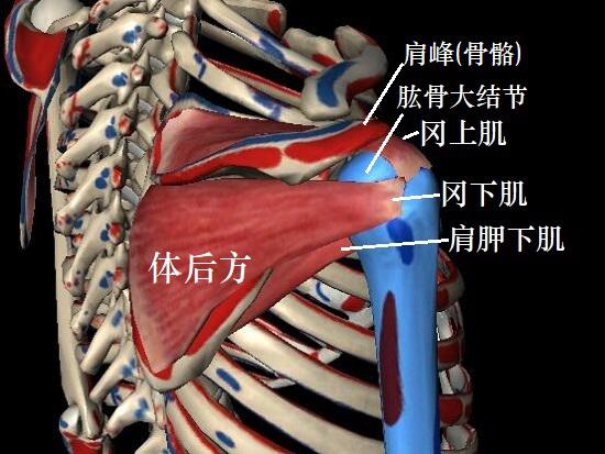 肩袖的构造（后视图）