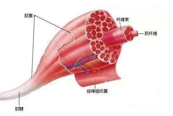 肌肉超量恢复