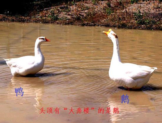 鸭和鹅