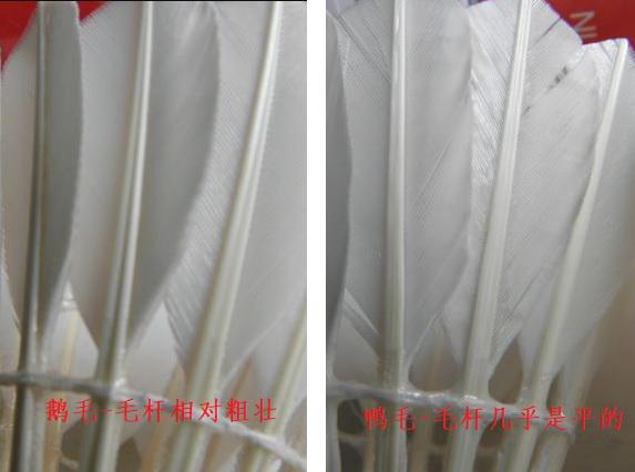 鹅毛羽毛球和鸭毛羽毛球