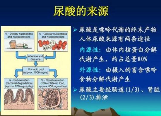 尿酸的来源