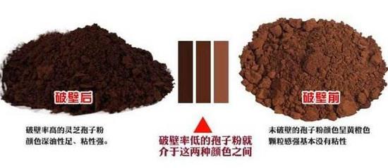 灵芝孢子破壁
