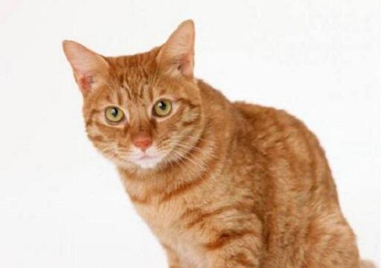 小猫