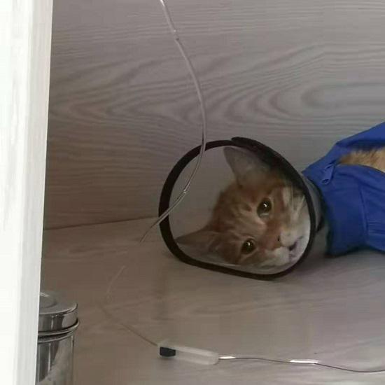 小猫