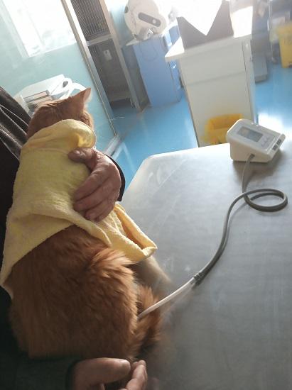 小猫