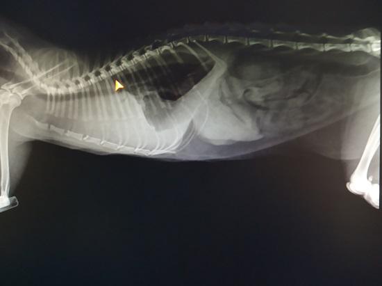 小猫