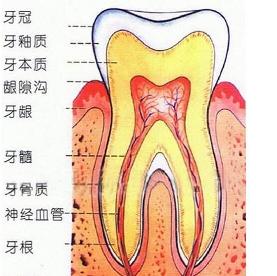 牙齿构造