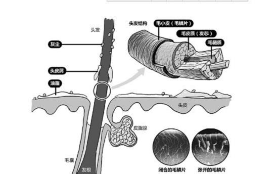 头发构造