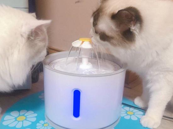猫咪用宠物饮水机喝水