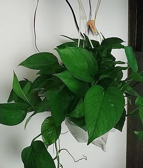 除甲醛