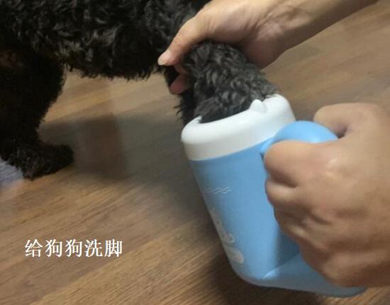 宠物洗脚杯