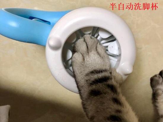 宠物洗脚杯