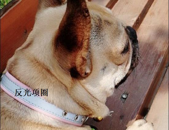 反光项圈