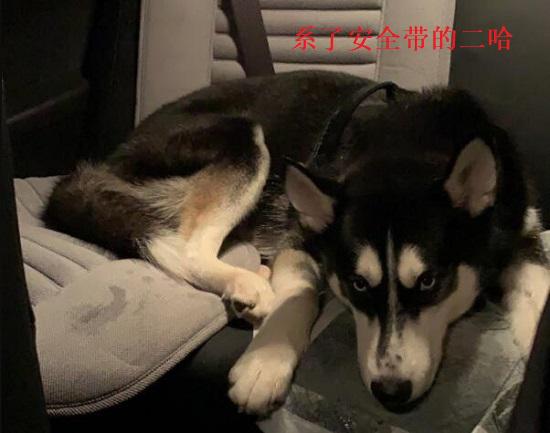 系了安全带的二哈