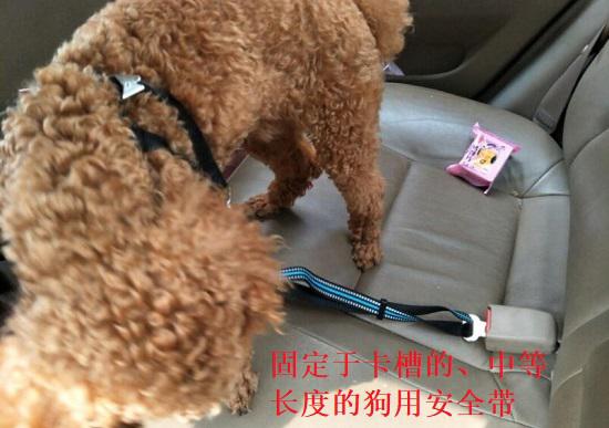 狗用安全带