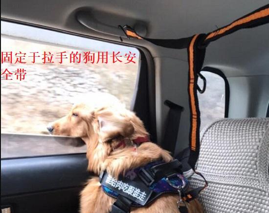 狗用安全带