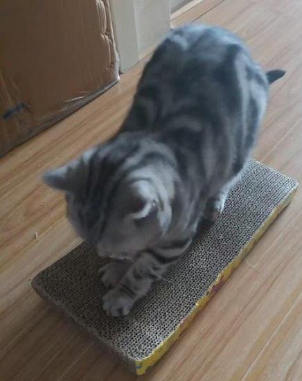 猫咪抓板