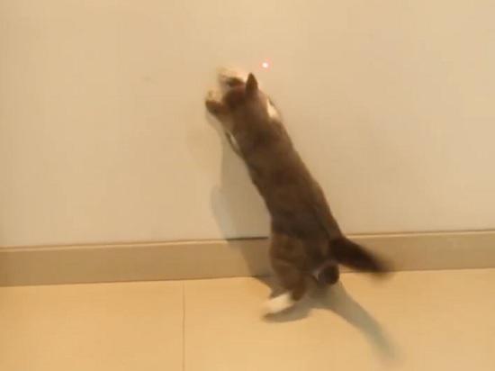 激光逗猫棒