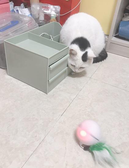 自动逗猫球