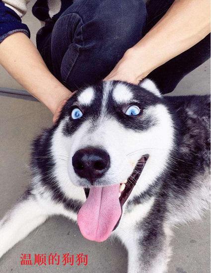 狗狗