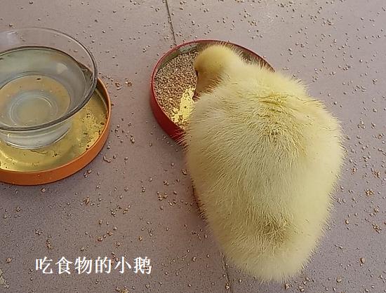 宠物小鹅的喂养