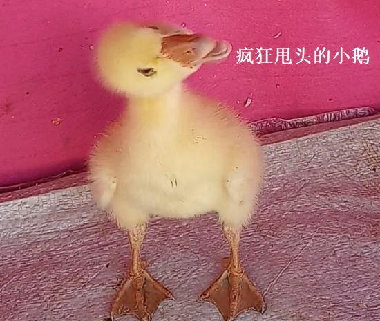 宠物小鹅的喂养（鹅甩头）